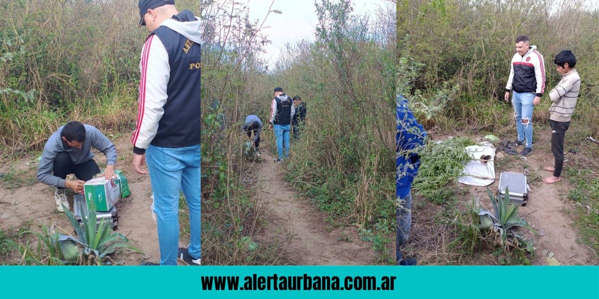 No llegaron al vivero: secuestran cuatro plantas de marihuana en un operativo en Sáenz Peña