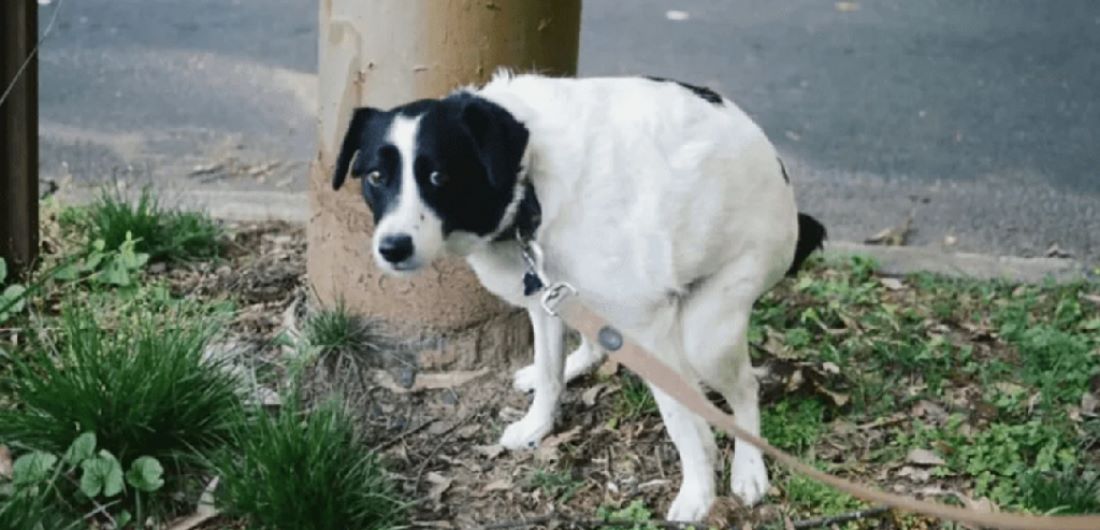 Multa por miles de pesos ¿Cuánto se paga en Buenos Aires no juntar las heces del perro?