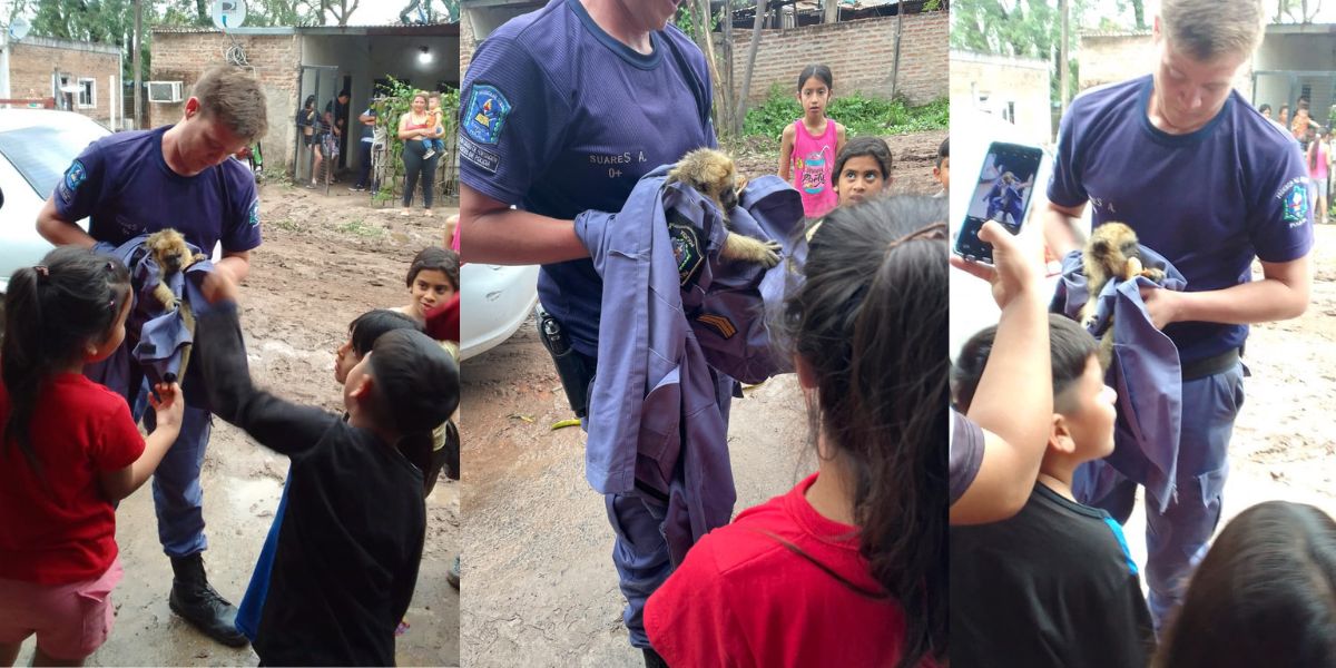 Sorpresa en Resistencia: rescatan a un mono que apareció en el patio de una vivienda