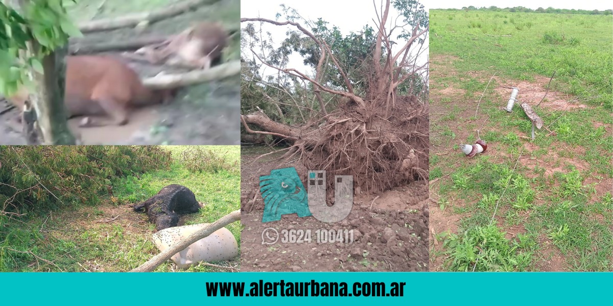 General San Martín: caída de árboles y postes tras el intenso temporal
