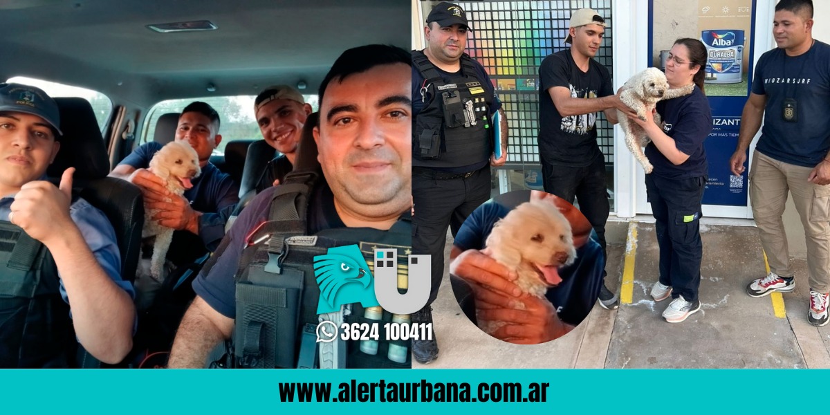 “Tobi” ya está con su familia: final feliz para la historia del caniche robado en San Martín