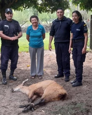 Corrientes: sorpresa para una vecina que tenía como “intruso” a un ciervo de los pantanos