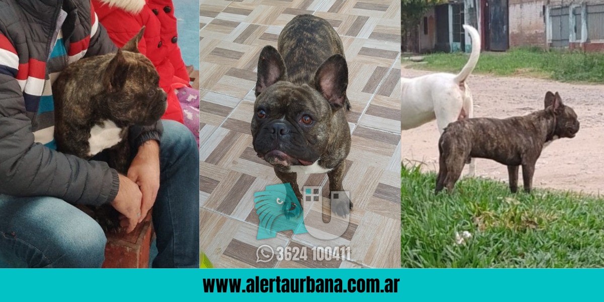 Piden ayuda para encontrar a Rocco, un bulldog francés que fue robado en Resistencia