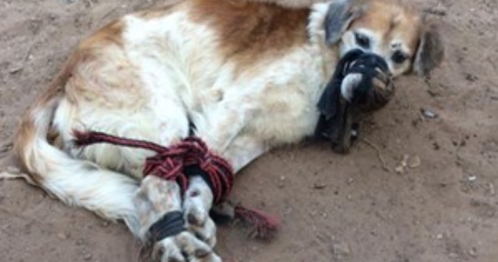 Paraguay: Crueldad animal, encontraron a un perro maniatado y amordazado. 
