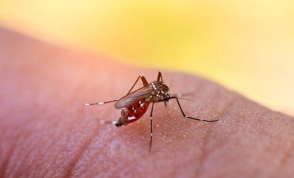 Se aprobó la vacuna contra el dengue: ¿Cómo saber si puedo recibirla?