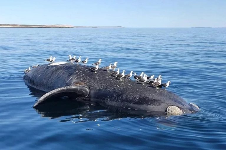 Sube la cantidad de ballenas muertas en las costas de la Península Valdés