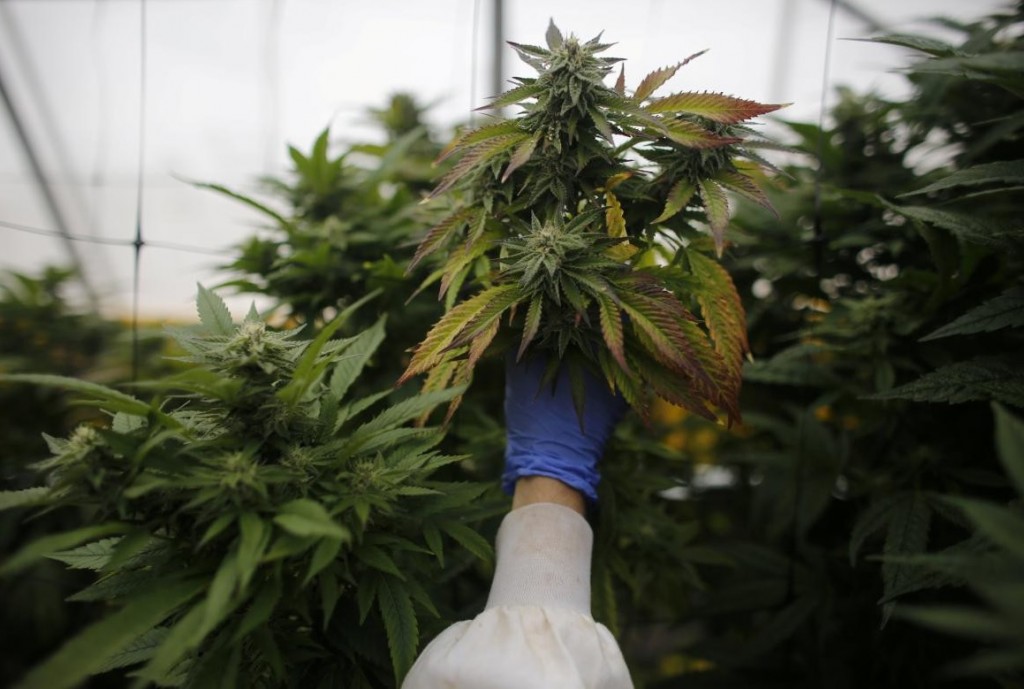 La ANMAT habilitó una planta de producción y procesamiento de cannabis medicinal