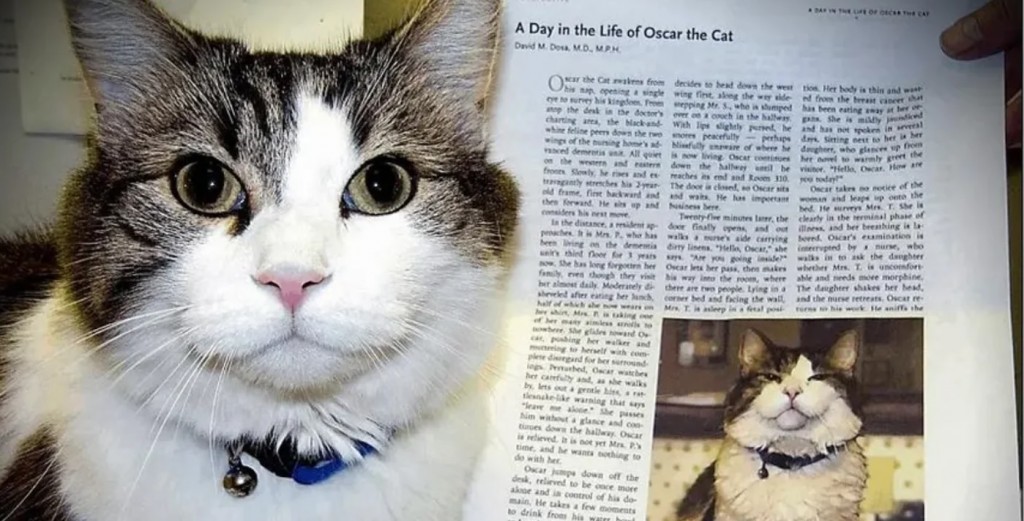 “El mensajero de la muerte”, el gato que predijo la muerte de más de 100 personas