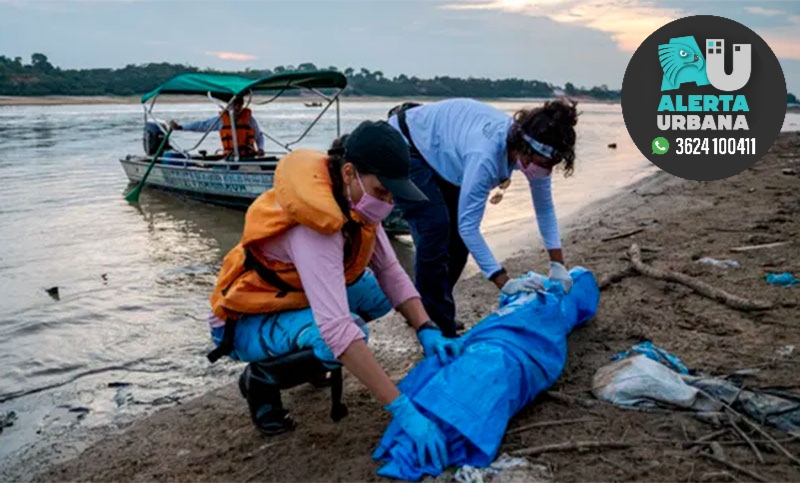 Cientos de delfines aparecen muertos por ola de calor en el Amazonas