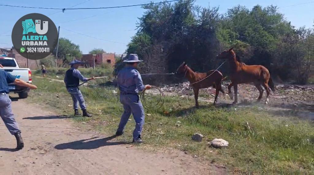 VIDEO- Resistencia: Equinos sin diseños de marca  deambulaban sueltos y fueron secuestrados por la Seguridad Rural