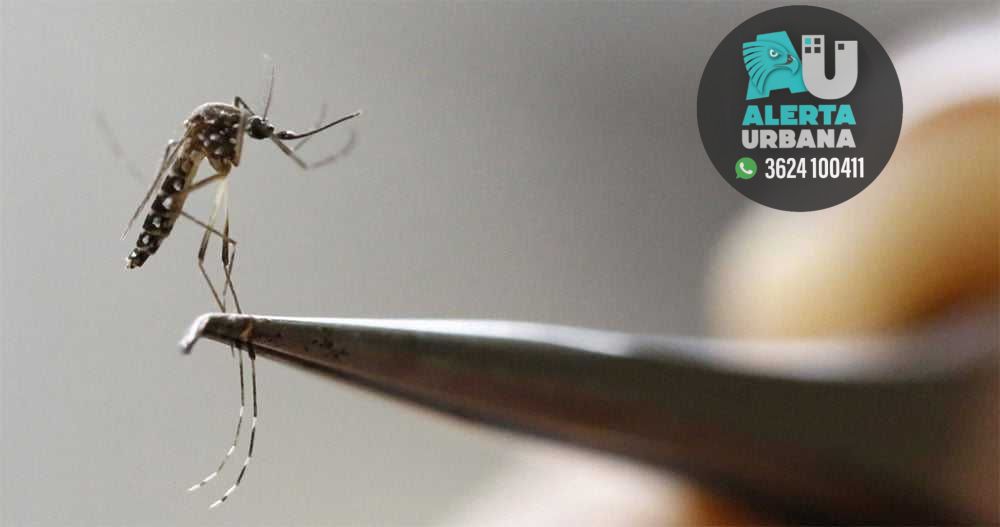 Dengue: notificaron seis nuevos casos en la última semana en el Chaco