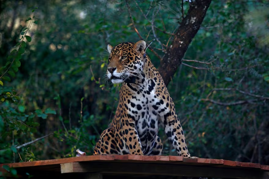 Hoy es el Día Mundial de los Animales: ¿por qué se celebra el 4 de octubre?