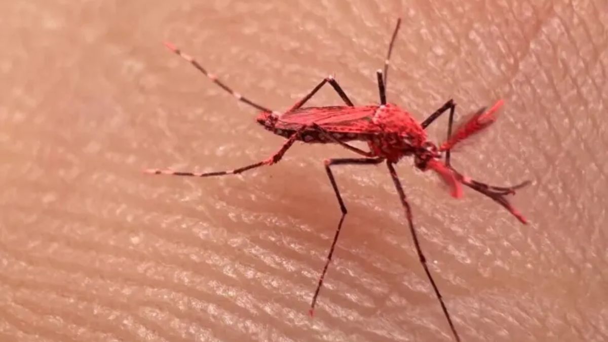 Liberaron 10.000 mosquitos rojos para combatir el dengue: ¿Cómo funciona el experimento?