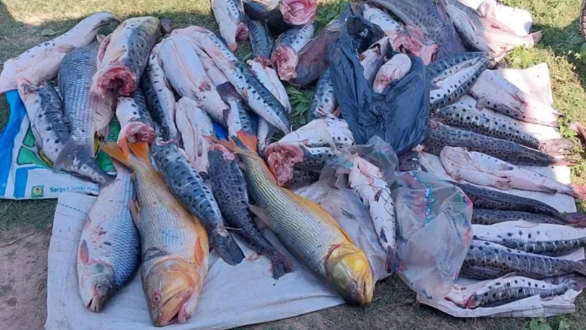 Pesca Ilegal: decomisan 100 kilos de pescados en un operativo sorpresa