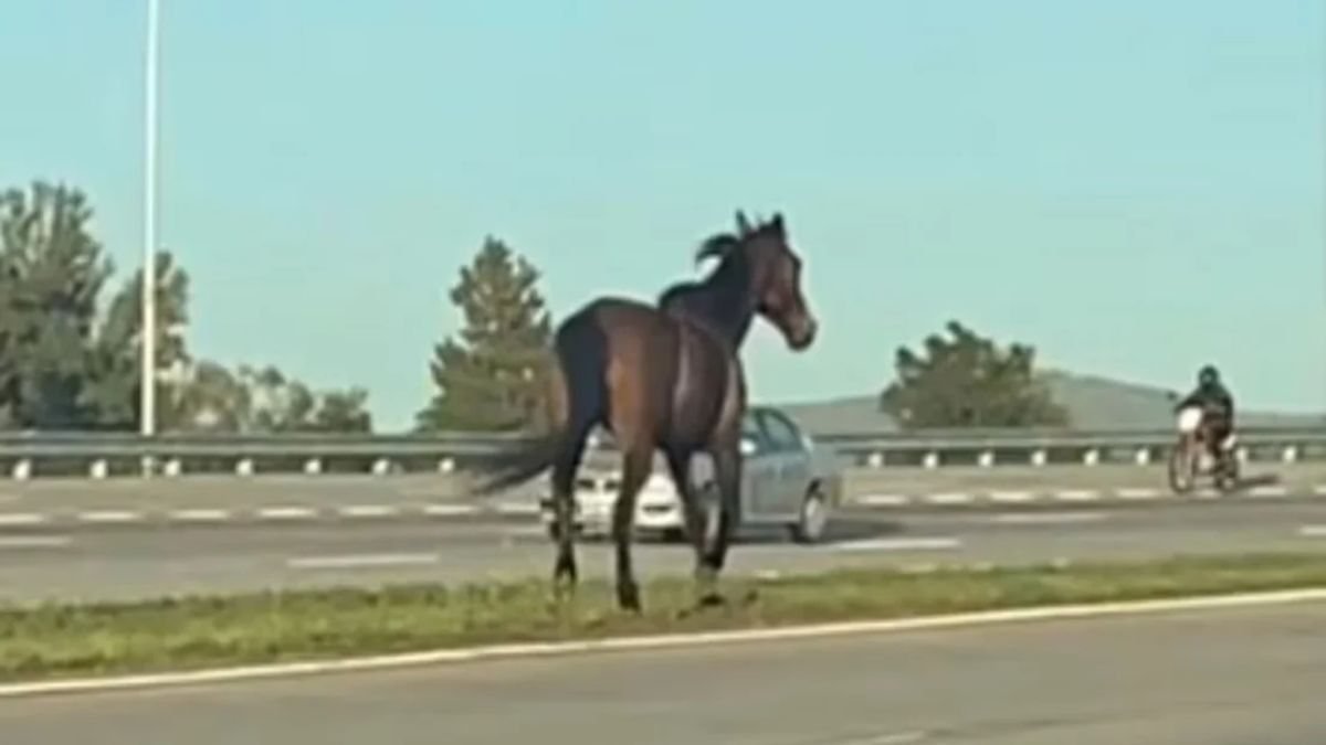 Un caballo suelto causó miedo en Córdoba