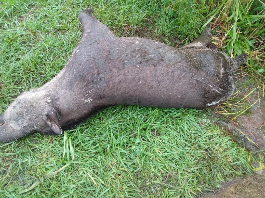 Dolor por tapir atropellado en plena ruta 3