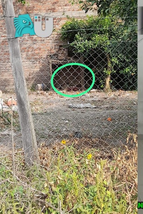 Buscan a responsables de que un perro esté atado todo el día  y sin comida en Fontana