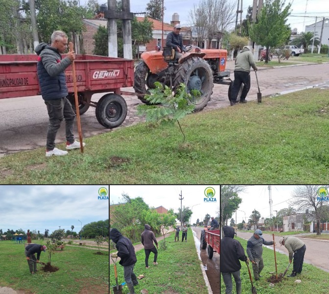 El municipio de Presidencia de la Plaza refuerza el cuidado del arbolado urbano
