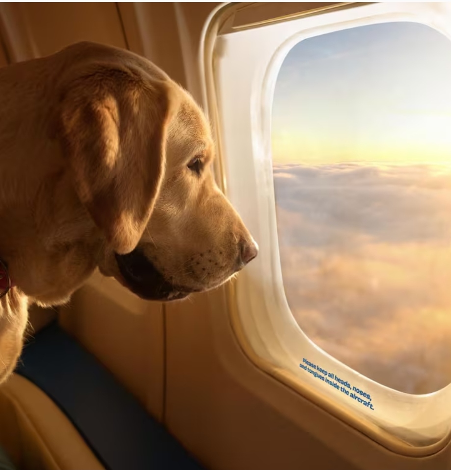 Cansado de sufrir por su perro cada vez que viajaba en avión, creó una aerolínea exclusiva para mascotas