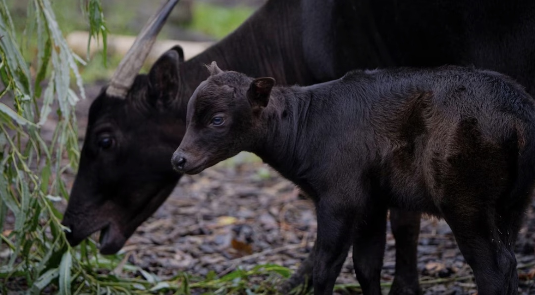 Milagro de la naturaleza: el nacimiento de un raro animal sorprendió a los visitantes