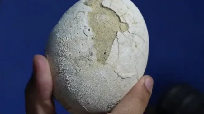 Científicos argentinos hallan un nido y huevo de dinosaurio carnívoro casi intacto