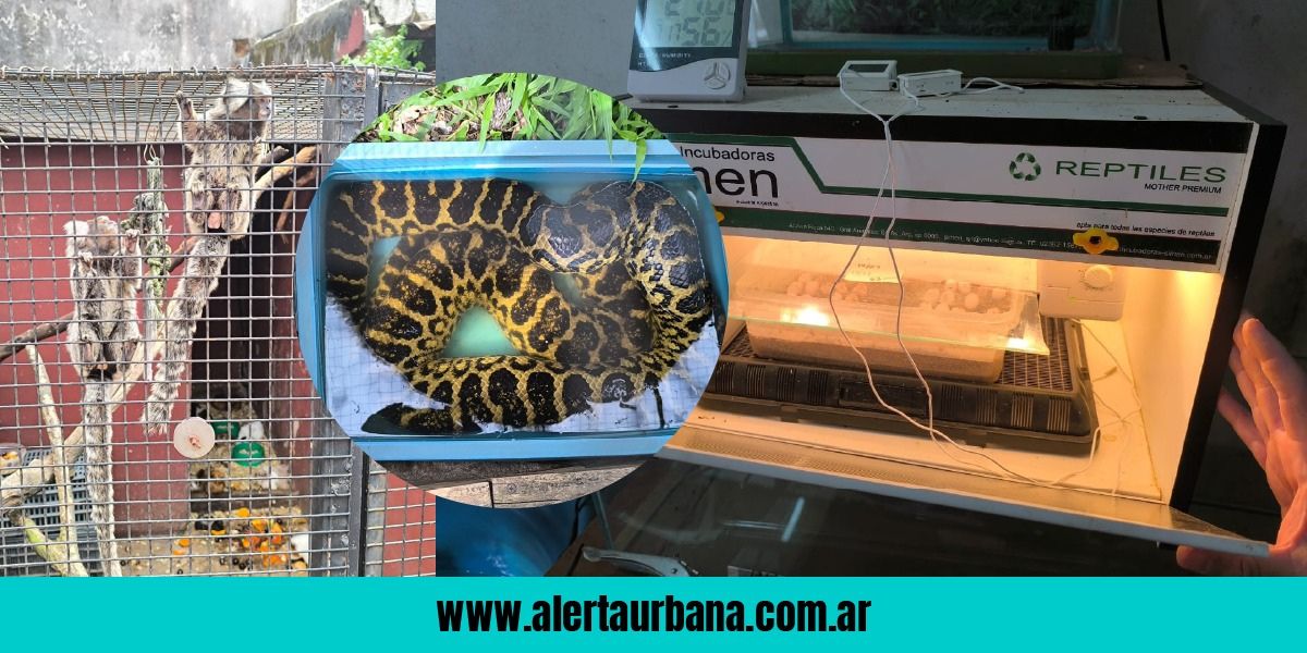 Frenan el comercio ilegal de animales exóticos en un operativo de Gendarmeria