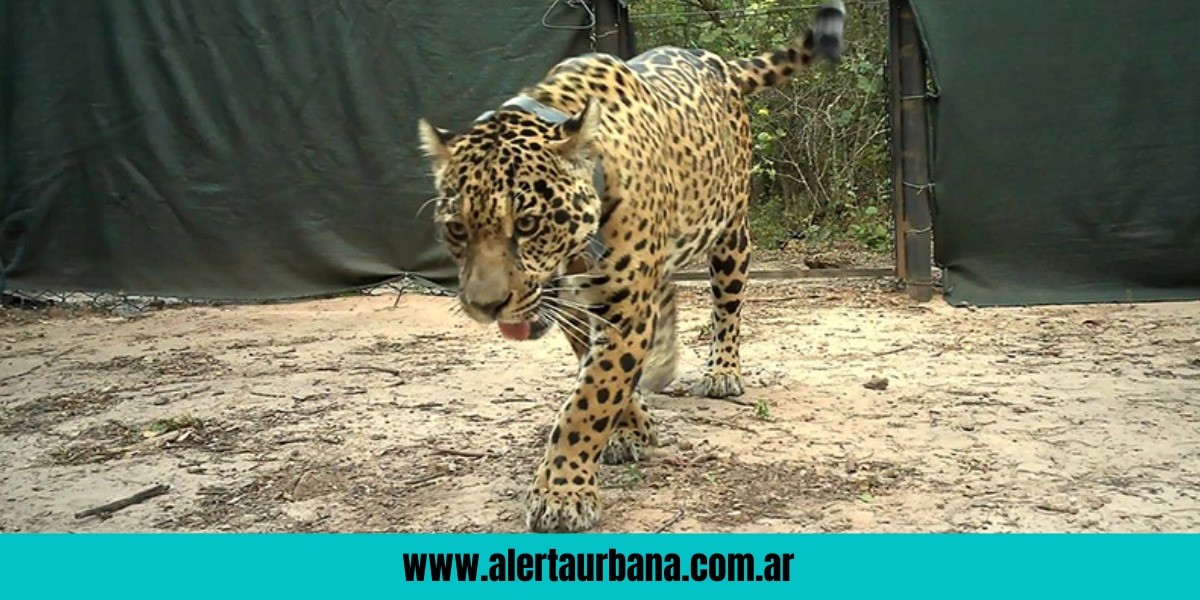 Acaí, otra yaguareté en el parque El Impenetrable