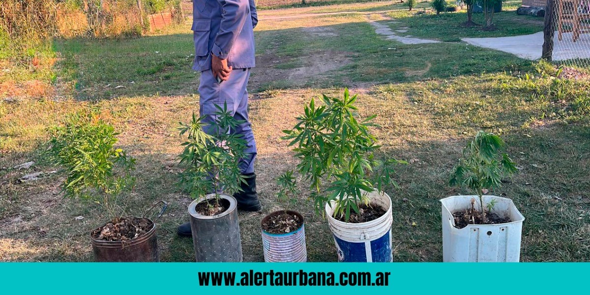 Flagelo de la droga: entregó plantas de marihuana de su hijo adicto