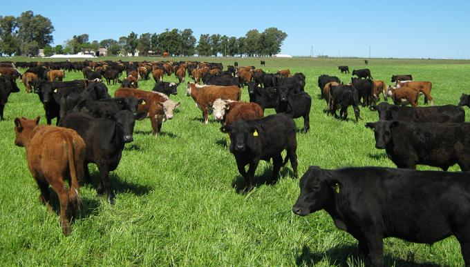 Proponen usar hongos “buenos” para combatir una enfermedad del maíz que intoxica al ganado