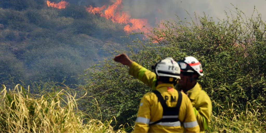 Incendio en Quebrada del Condorito: peligro para cóndores y fauna autóctona