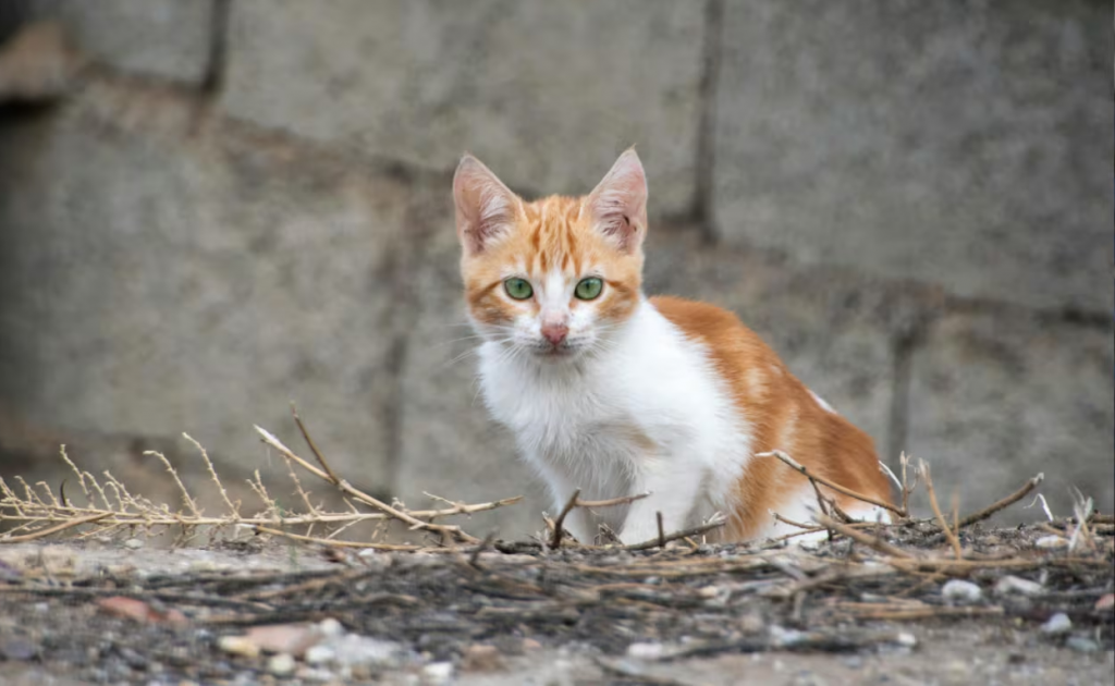 Escándalo en Córdoba: vecinos denunciaron que un grupo de personas en situación de calle se comieron sus gatos