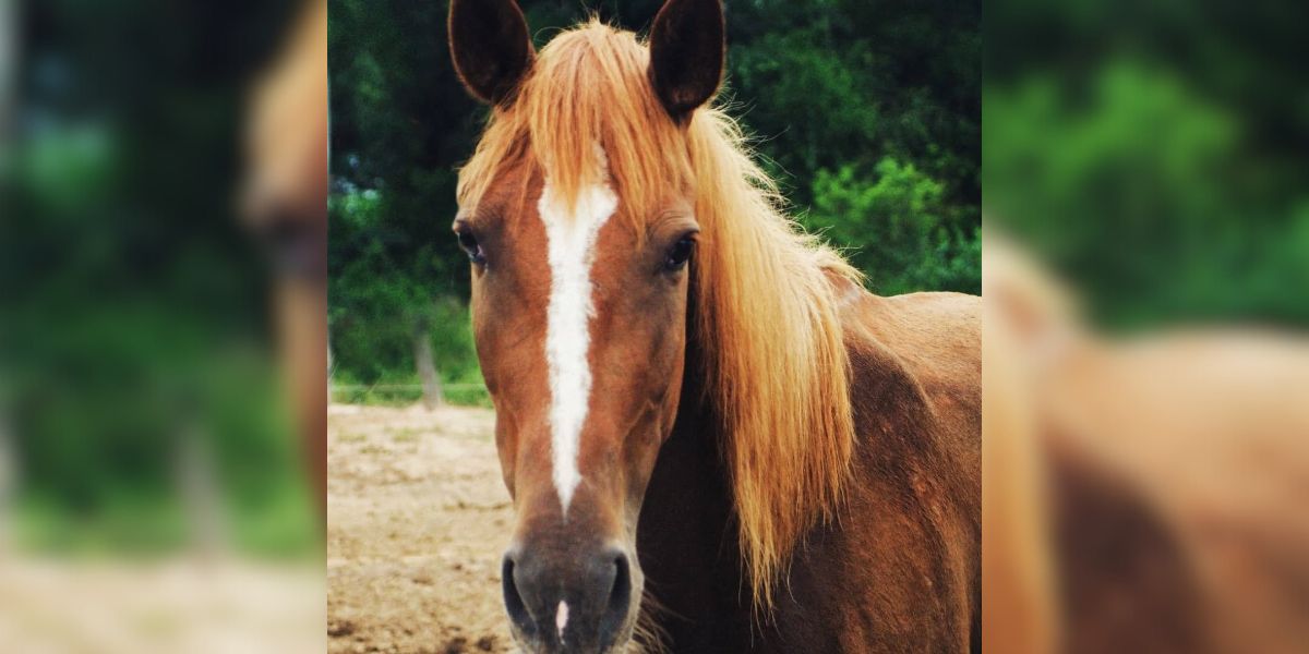 Rescatistas de caballos ofrecen desayunos personalizados para recaudar fondos