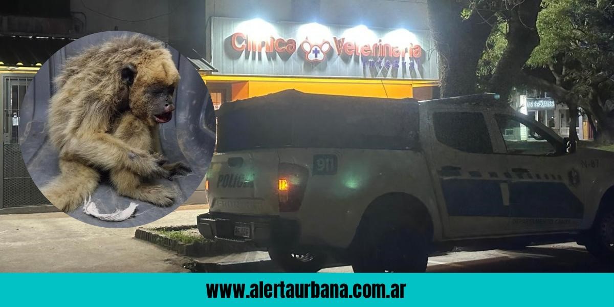   Rescatan mona carayá con graves quemaduras en Resistencia