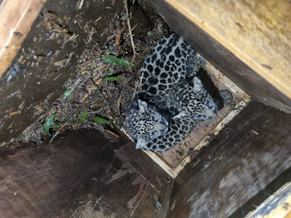 Misiones: rescatan a una yaguareté, que había perdido un ojo y no podía cazar