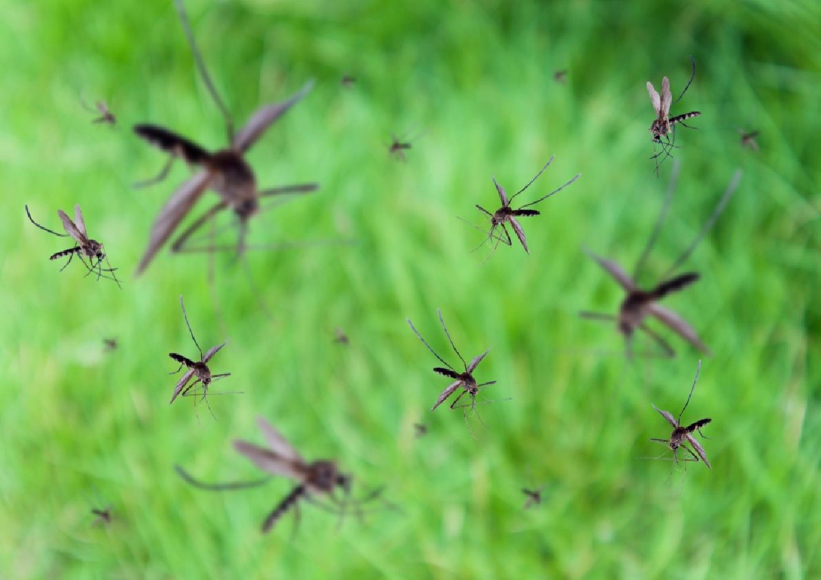  Con inteligencia artificial, la UNNE busca predecir brotes de dengue