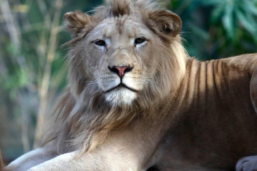 Operativo en el Zoológico de Luján: evalúan rescatar a 60 leones y tigres