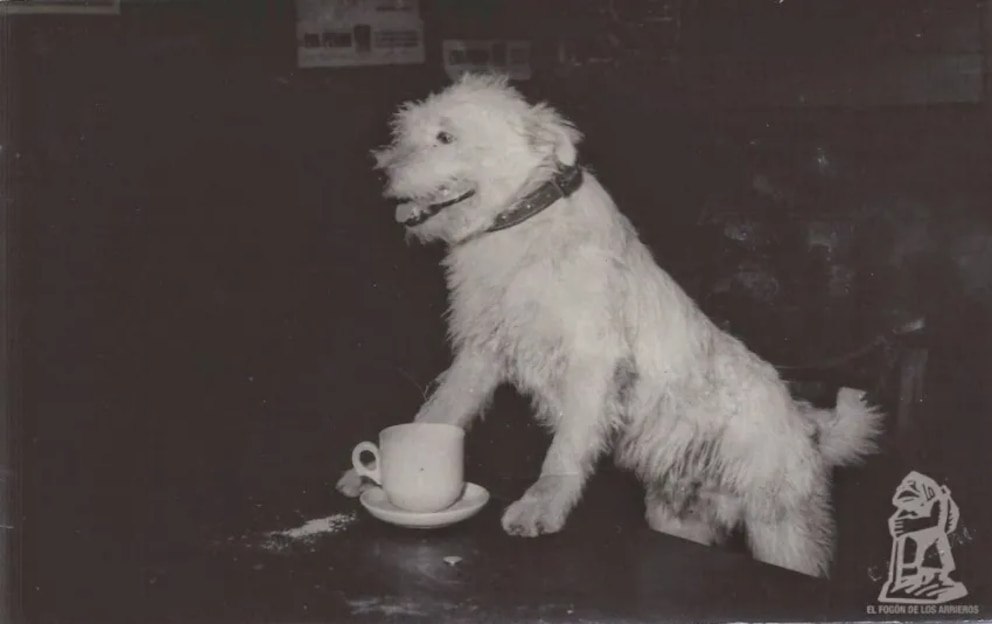 “Amado por una ciudad entera”: Un medio porteño publicó la historia del perro Fernando