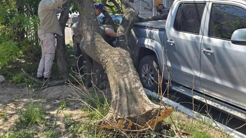 Susto en Villa Ángela: un árbol cae sobre dos autos
