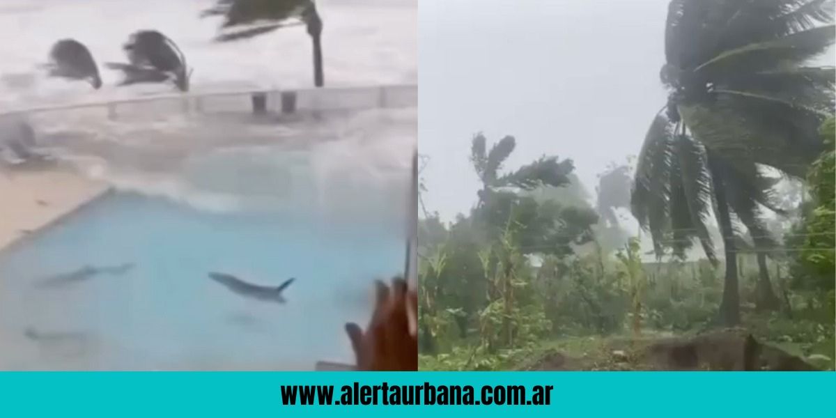 Increíbles imágenes: tiburones y cocodrilos se pasean en calles de Jamaica tras el huracán