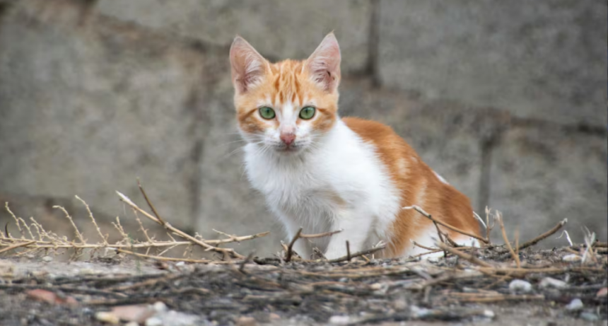 Escándalo en Córdoba: vecinos denunciaron que un grupo de personas en situación de calle se comieron sus gatos