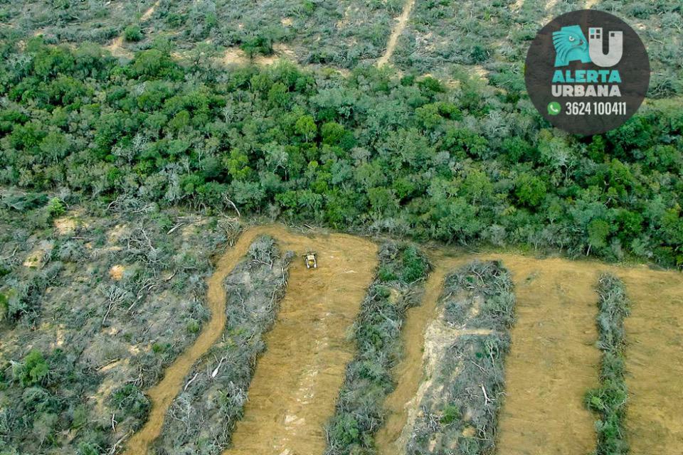 Desmonte ilegal: Chaco, entre las cuatro provincias que deberán informar sobre el desmonte al territorio del yaguareté