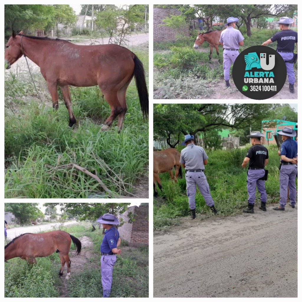  Machagai: recuperan a un equino que fue sustraído de un campo en la mañana de ayer 