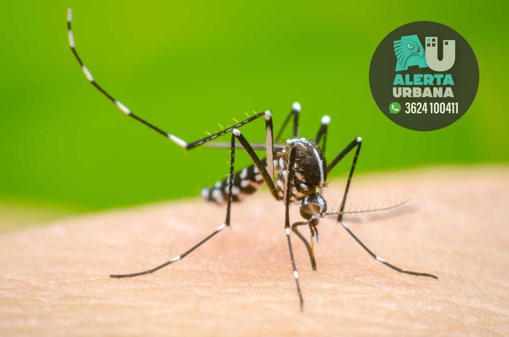 Dengue: La vacuna no llega todavía al Chaco, recordamos las medidas de prevención