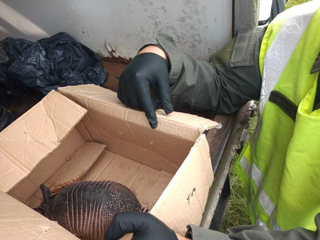 Rescatan un tatú mulita trasladado ilegalmente en un camión