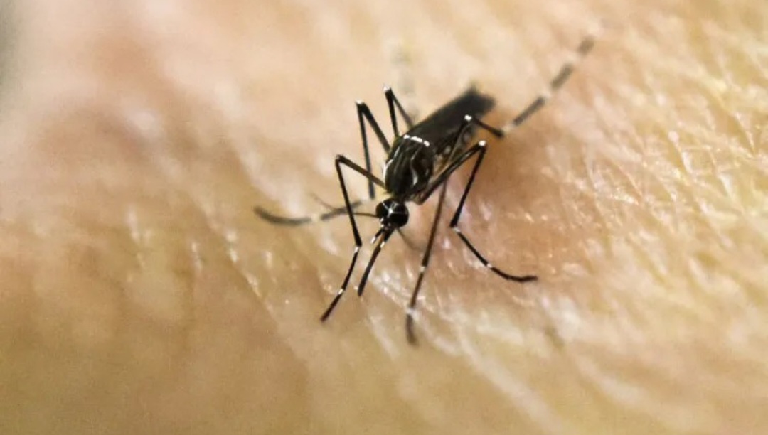 Chaco: creció más del 240% los contagios de dengue en la última semana