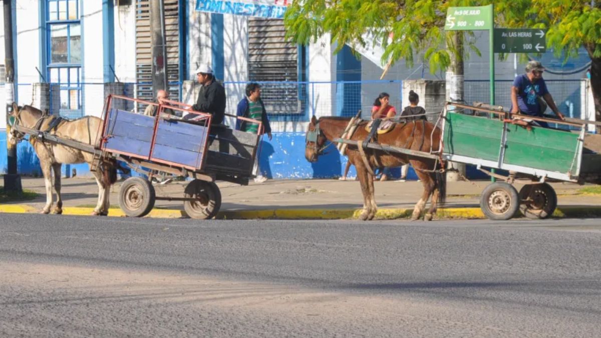 A través de un proyecto, buscan prohibir la tracción a sangre en el Chaco