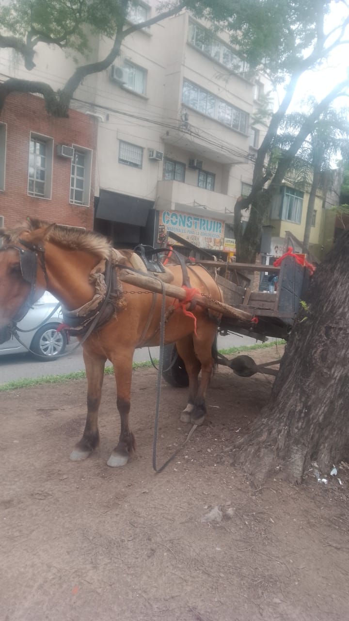  Protección animal: “Secuestramos los carros y no se devuelven más”, dicen desde el Municipio