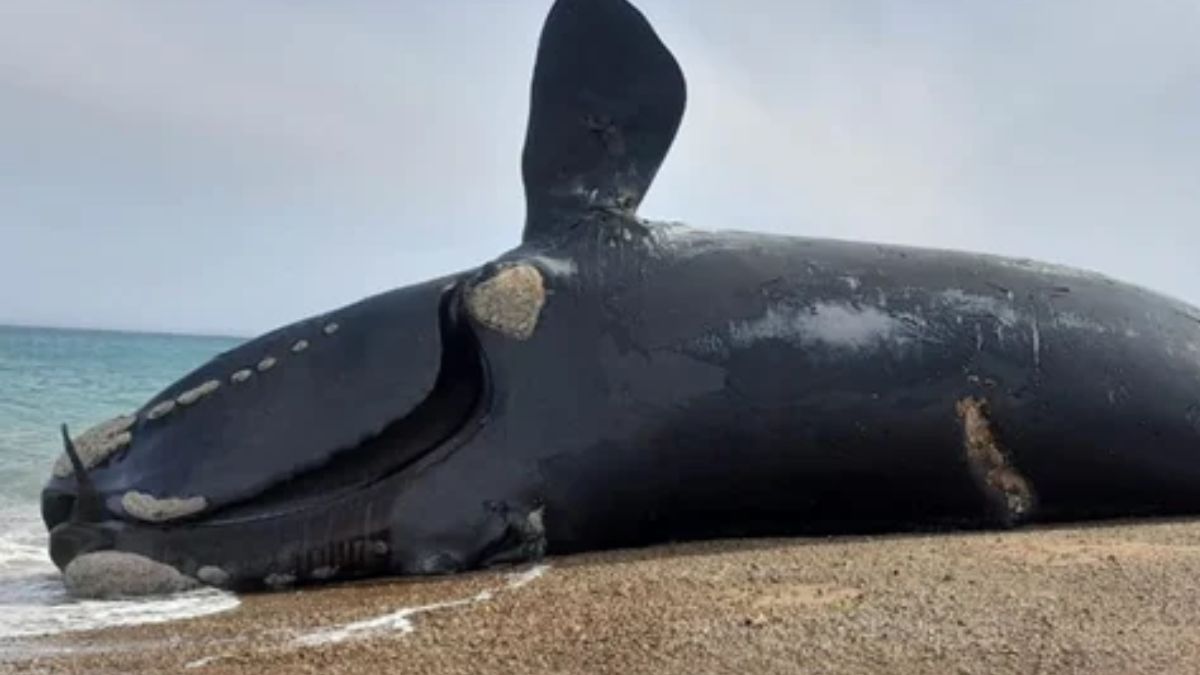 Preocupación en Península Valdés: hallaron 71 ballenas muertas