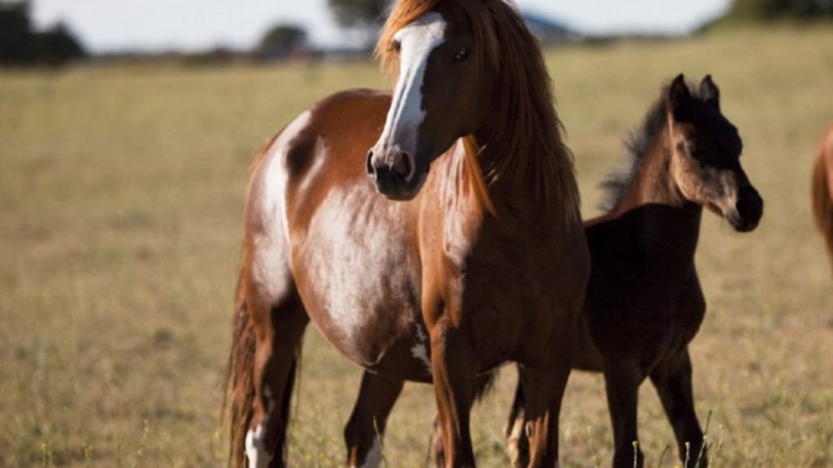 Encefalomielitis equina: Claves de manejo y bienestar animal en presencia de signos clínicos