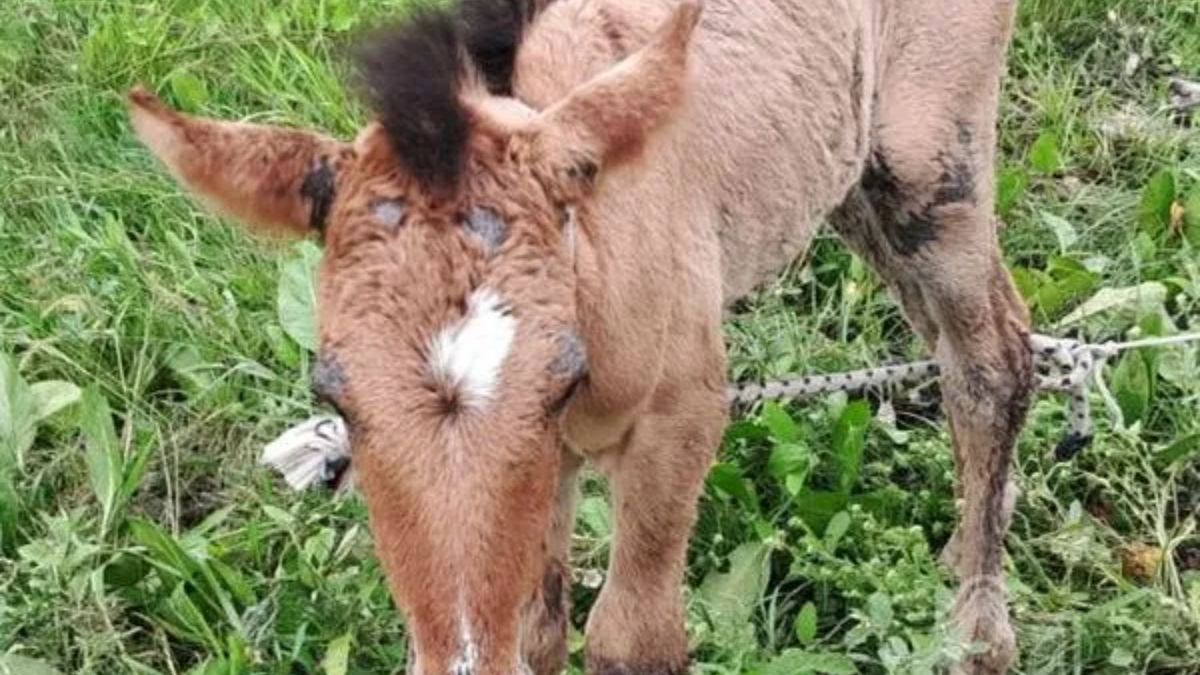 Maltrato animal: tras denuncias de vecinos, rescatan a una yegua que no podía levantarse